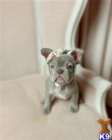 gpupies20 Picture 1